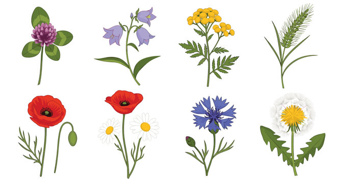Collection of different types of beautiful wildflowers such as red poppies, blue cornflowers, and yellow tansy.