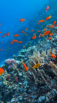 Vertical Close up shot of Red Fairy Anthias reef fish school above coral wall in clear blue sea water. Cinematic underwater landscape