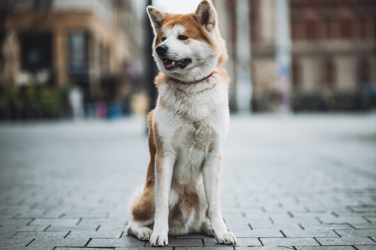 Majestic Akita Inu Dog Sitting on a European City Street