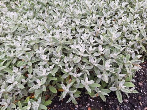A cerastium or stachys bush grows in a flowerbed.