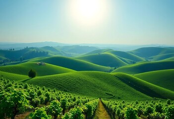 Fototapeta premium Rolling hills covered in lush green grapevines under a bright sun, rows, environment