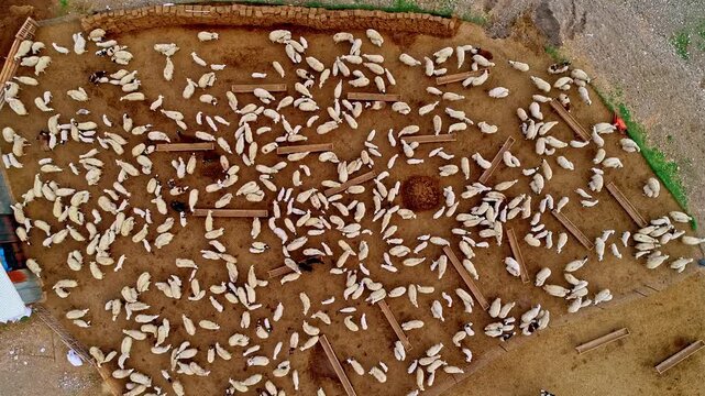 Drone top view of a sheep flock and lambs inside a rural farm pen, with feeding troughs and earthy textures creating an authentic agricultural scene focused on livestock care and herd order.