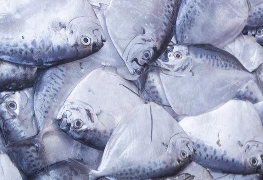 Raw razor moonfish as background