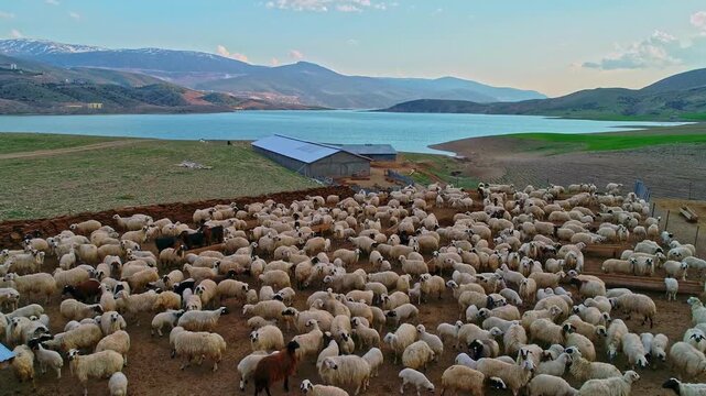 Drone view of a large sheep flock gathered in a rural farm pen by the lake, with barns, open fields and distant peaks creating an authentic pastoral landscape and livestock scene.