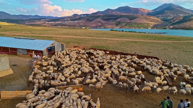 Drone view of a large sheep flock gathered in a rural farm pen by the lake, with barns, open fields and distant peaks creating an authentic pastoral landscape and livestock scene.