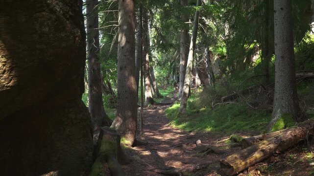 Scenic trail in Finnish national park with mossy boulders and old growth pine trees. Sustainable tourism, mental health awareness, and authentic northern wilderness concept in natural light.