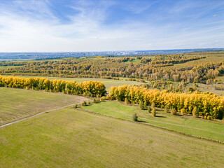 Aerial view of autumn agricultural landscape with tree lines and Kemerovo city on horizon in Kemerovo region © Dmitrii