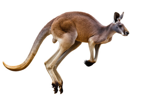 Dynamic red kangaroo leaping through the air, a powerful marsupial captured in motion, isolated PNG on transparent background for wildlife projects