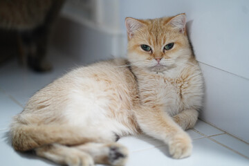 Fototapeta premium Golden British Shorthair cat green eyes fluffy fur relaxed lying on white tile floor indoor calm adorable pet domestic feline soft lighting