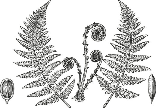 botanical drawing of fern leaves and fiddleheads with spore cases detailed illustration
