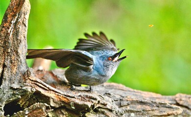 blue tit on a branch © Bai