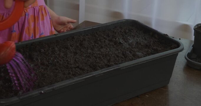 Little girl's hands using a small red watering can to pour a purple solution of potassium permanganate onto soil in a planter, preparing the ground for planting seeds at home.