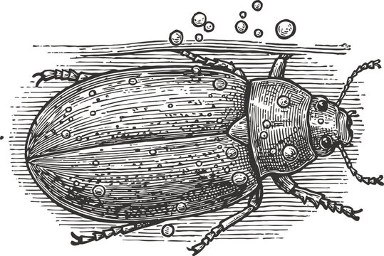 diving beetle underwater with bubbles vintage engraving insect illustration detailed line art