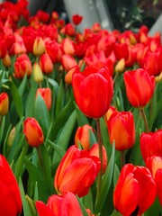 Fototapeta premium A captivating garden bed overflowing with vibrant red tulips, beautifully contrasted against a background of blooming yellow tulips and fresh green foliage.