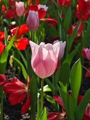 Fototapeta premium A cluster of vibrant purple tulips blooming in a lush green garden, capturing the essence of spring with soft pastel petals and natural lighting.