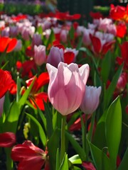 Fototapeta premium A cluster of vibrant purple tulips blooming in a lush green garden, capturing the essence of spring with soft pastel petals and natural lighting.