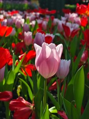 Fototapeta premium A cluster of vibrant purple tulips blooming in a lush green garden, capturing the essence of spring with soft pastel petals and natural lighting.