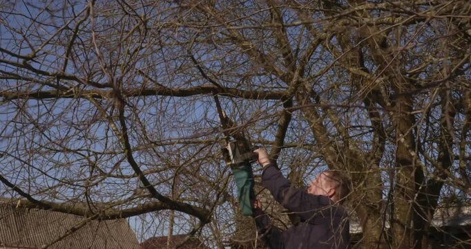 Diligent gardener sawing a dead branch from an old apple tree in an orchard on a sunny day to promote healthy growth, performing seasonal maintenance and formative pruning work.