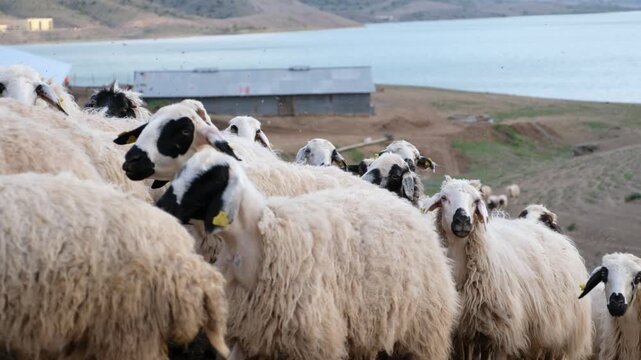 Close drone view of sheep gathered near a rural farm by the lake, showing wool textures, tagged ears and calm herd behavior in an authentic countryside livestock scene with barns behind.