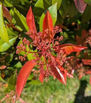 Vista de cerca de brotes de color rojo y hojas de arbusto de fotinia (Photinia serrulata) en jard&iacute;n de parque urbano