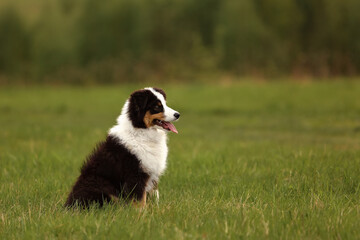 Australian Shepherd puppy sitting in green field at sunset. Cute tricolor aussie dog in summer meadow profile portrait. Beautiful pet nature landscape background with copy space for some text message  © natabook2015