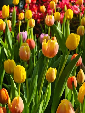 A beautiful field of thriving yellow and peach-orange tulips with green leaves, illuminated by bright sunlight in a spring garden. Perfect for seasonal and floral backgrounds.
