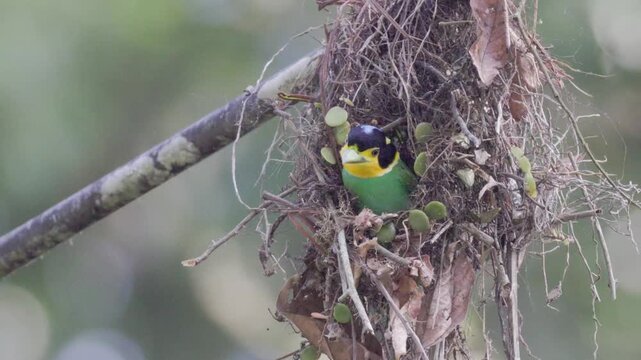 The Most Beautiful Bird: Long-tailed Broadbill Building Its Nest