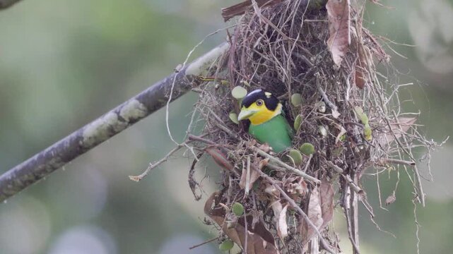 The Most Beautiful Bird: Long-tailed Broadbill Building Its Nest