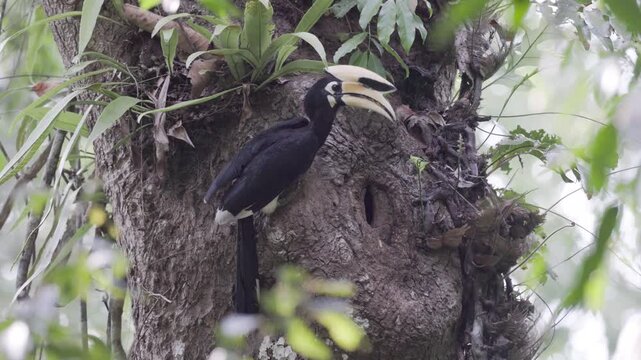 Experience a rare and touching moment in the deep jungle as a male The oriental pied hornbill  delivers food to his mate and chick sealed inside their tree nest.