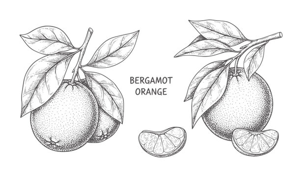 Hand drawn bergamot oranges branches with leaves and slices fruit citrus