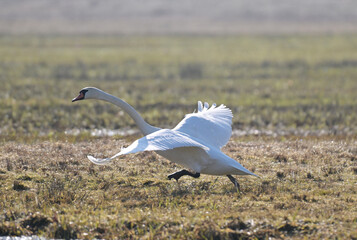 Łabędź niemy startuje, wzbija się do lotu na łące, wczesną wiosną © Joanna
