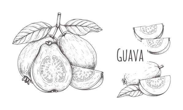Hand drawn guava fruit and slices with leaves and text food tropical healthy