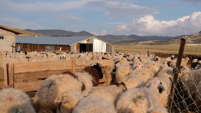 Sheep flock entering a fenced farm yard near the lake, guided by farmers. Wooden fences, barns and warm sunlight create a natural rural livestock scene with traditional farming life.