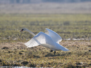 Łabędź niemy startuje, wzbija się do lotu na łące, wczesną wiosną © Joanna