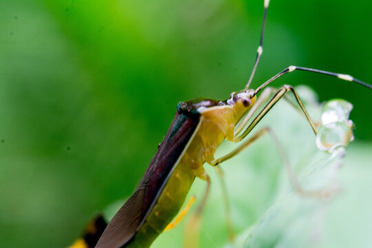 Macro photograph of the rice bug Oebalus poecilus