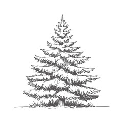 Hand drawn of a dense evergreen pine tree with textured branches handdrawn nature © Muskan