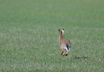 Zając szarak (Lepus europaeus) uciekający po zielonej łące, polem © Joanna