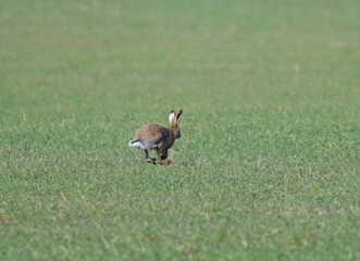 Zając szarak (Lepus europaeus) uciekający po zielonej łące, polem © Joanna