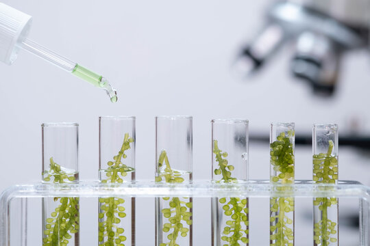 Laboratory pipette adding green nutrient solution into test tubes containing aquatic plant samples for plant tissue culture, representing biotechnology, scientific experiment, sustainable agriculture.