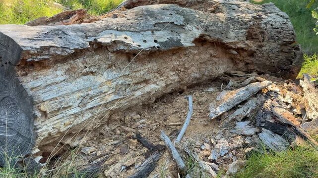 Old rotten tree log in the forest with bark peeling and wood texture decomposition