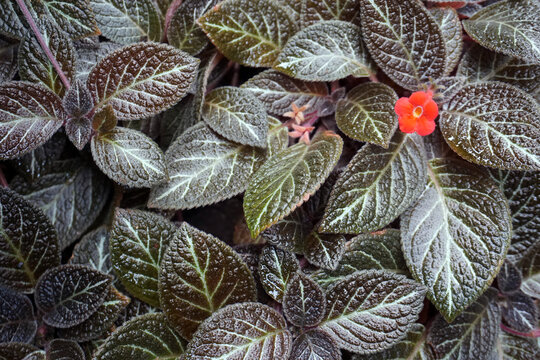 The ornamental plant Episcia cupreata or Fire Violet, has velvety textured leaves with a blackish bronze color and contrasting leaf veins, small, bright red, trumpet-shaped flowers
