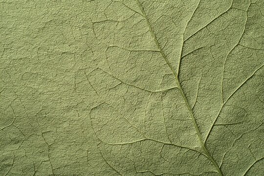 Matt leaf vein embossed texture, natural imprint moss green abstract background