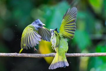 blue tit perched on a branch © Bai