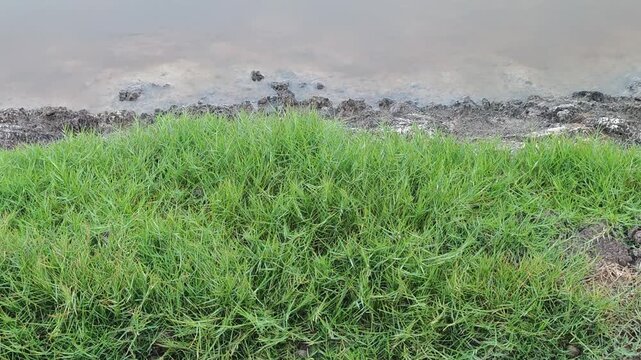 Grassy weeds in garden ponds, agriculture.