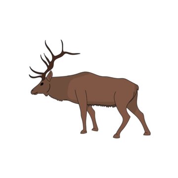 Elk walking slowly across a white background