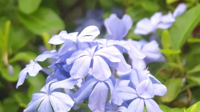 Plumbago flower, white flower, plumbago