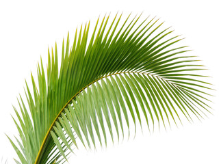 Vibrant green tropical palm leaf, gracefully curved and isolated PNG on transparent background, perfect for summer designs and exotic themes © Niamh