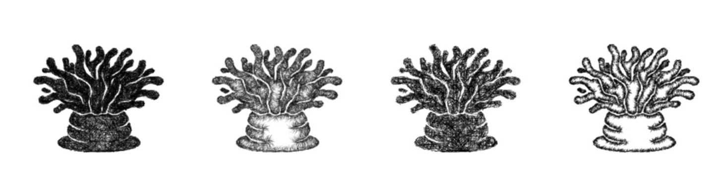 Sketch sea anemone icon design set