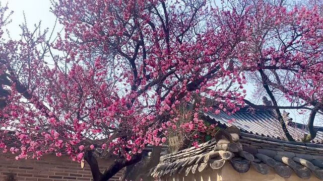 pink cherry blossom