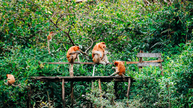 A group of proboscis monkeys (Nasalis larvatus) gathered on a wooden boardwalk in a mangrove forest, Borneo.